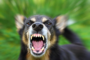 an angry dog
