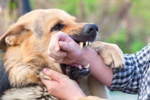 A male German shepherd bites a man by the hand.